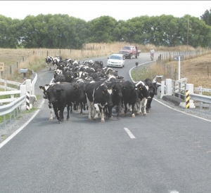 Theileriosis on the prowl – DairyNZ