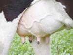 Dairy Smart says it uses AI to help farmers tackle mastitis.