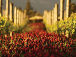 Upping the ante on organics