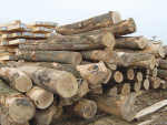 Forestry sector explores biofuels