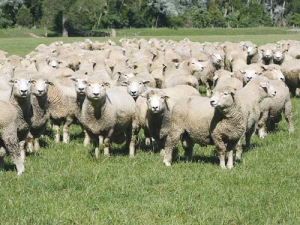 The Manawatu-Whanganui region has the largest number of sheep and beef cattle of any in New Zealand.