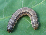 Fall armyworm - image credit; Russ Ottens, University of Georgia, Bugwood.org;