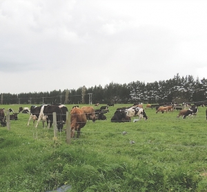 British, Indian quest to beat bovine TB