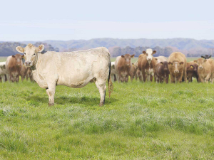 Spring has sprung in the US so how will this impact on NZ beef farmgate prices?