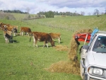 A Toyota Hilux fitted with a square bale feeder does the trick on Ross Alexander’s farm.