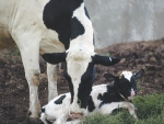 The first 24 hours of a calf’s life are crucial.