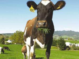 Are your cows well protected against FE?