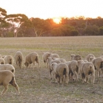 Aussie sheep farmers look to take advantage of NZ’s tight production.