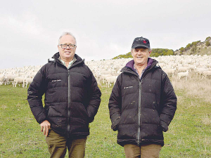 Shareholders Tim Chamberlain (left) and Andrew Heard are opening up Mt Cass Station on 20 November to allow farmers to see how no-shear Wiltshires perform in a low-input environment.
