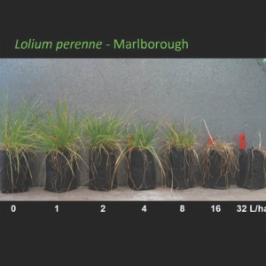 Glyphosate Resistance