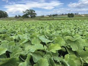 Reviva is said to offer high yields, multiple grazings and quality eating right to the ground.