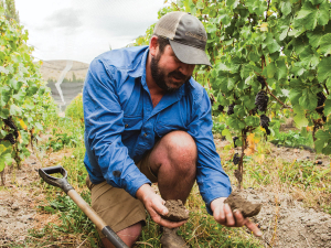 Nick Paulin checks for earthworms at Pyramid Valley’s Mānatu vineyard.