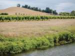 Wine Weather: La Niña Drives New Zealand’s Summer 2025–26