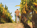Grape Growers Facing Tough Seasons