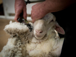 The Merino Championships in the Central Otago town of Alexandra has begun.