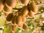 Unseasonably hot and dry growing conditions are behind the lower than expected kiwifruit volumes.