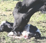 Welfare strategy reaffirms Kiwi farmers’ top spot