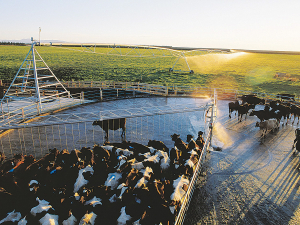 NZ milk production experienced a record May, jumping 8% year-on-year.