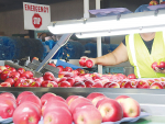 JR's Orchard will this year export 255,000 cartons of apples - an increase of 25% on 2020 and up 45.7% from a difficult 2021.