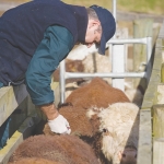 TB check bulls before moving