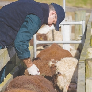 TB check bulls before moving