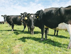 Grass to blame for ‘cranky cows’?