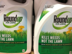 Glyphosate is the active ingredient in weedkillers such as Round Up, widely used by growers and orchardists.