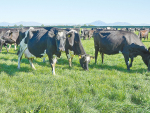 Summer grass can become fibrous, so balancing the diet with more digestible feed is key to maintaining milk production.