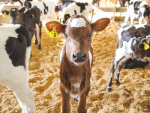 With DNA testing, farmers can confidently select the best replacement animals, allocate sexed semen to genetically superior cows, and increase the rate of genetic gain in their herd.