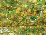 MPI’s latest SOPI report paints a particularly positive outlook for kiwifruit.