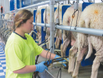 Areas such as Southland and the central North Island are touted as potential sheep milking regions.