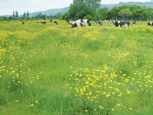 Giant buttercup in dairy pasture cost the industry $600m every year.
