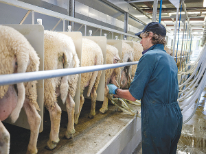 Sheep milking has a smaller emissions footprint.