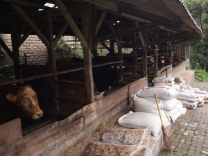 LIC Expands Into Indonesia With First Dairy Genetics Sale