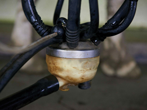 $10 milk price still in sight despite global dairy softening