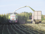 Maize silage quality myths - are they fact or fiction?