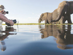 Experience the Okavango Delta by traditional dugout and view the huge Chobe elephant herds by boat.