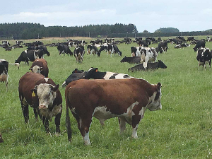 Te Kauwhata farmer David Lloyd is asking Beef+Lamb NZ chair Andrew Morrison for help regarding ruminant methane.
