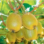 Kiwifruit merger vote