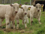 Pamu and LIC are set to deliver a new dairy-beef product to market in 2026.