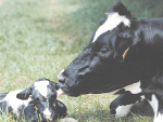 Autumn calf rearing done right can deliver benefits