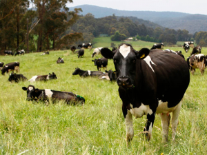 The overnight Global Dairy Trade saw the price index rise 6.7%.