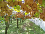 Kiwifruit prices rose 32% in December.