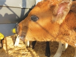 Most new mastitis infections in the calving period are likely to be environmental.