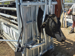 Handling specialist Te Pari has developed CollarBoss.