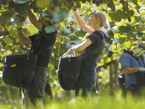A record 193 million trays have been submitted, according to New Zealand Kiwifruit Growers Inc.