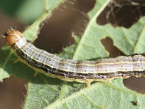 Fall armyworm is believed to have blown over to New Zealand from Australia after a cyclone in early 2022.