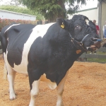 Gaining in the semen market