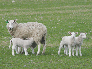 Lambs born to ewes with udder defects are three-five times more likely to die.