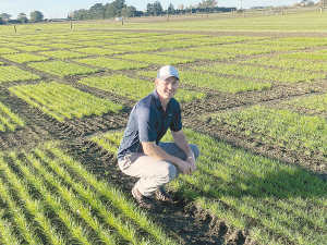Team effort behind new ryegrass cultivar to future-proof pastoral farming